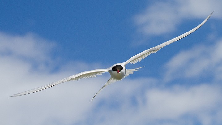 Kstenseeschwalbe Sterna paradisaea Arctic Tern